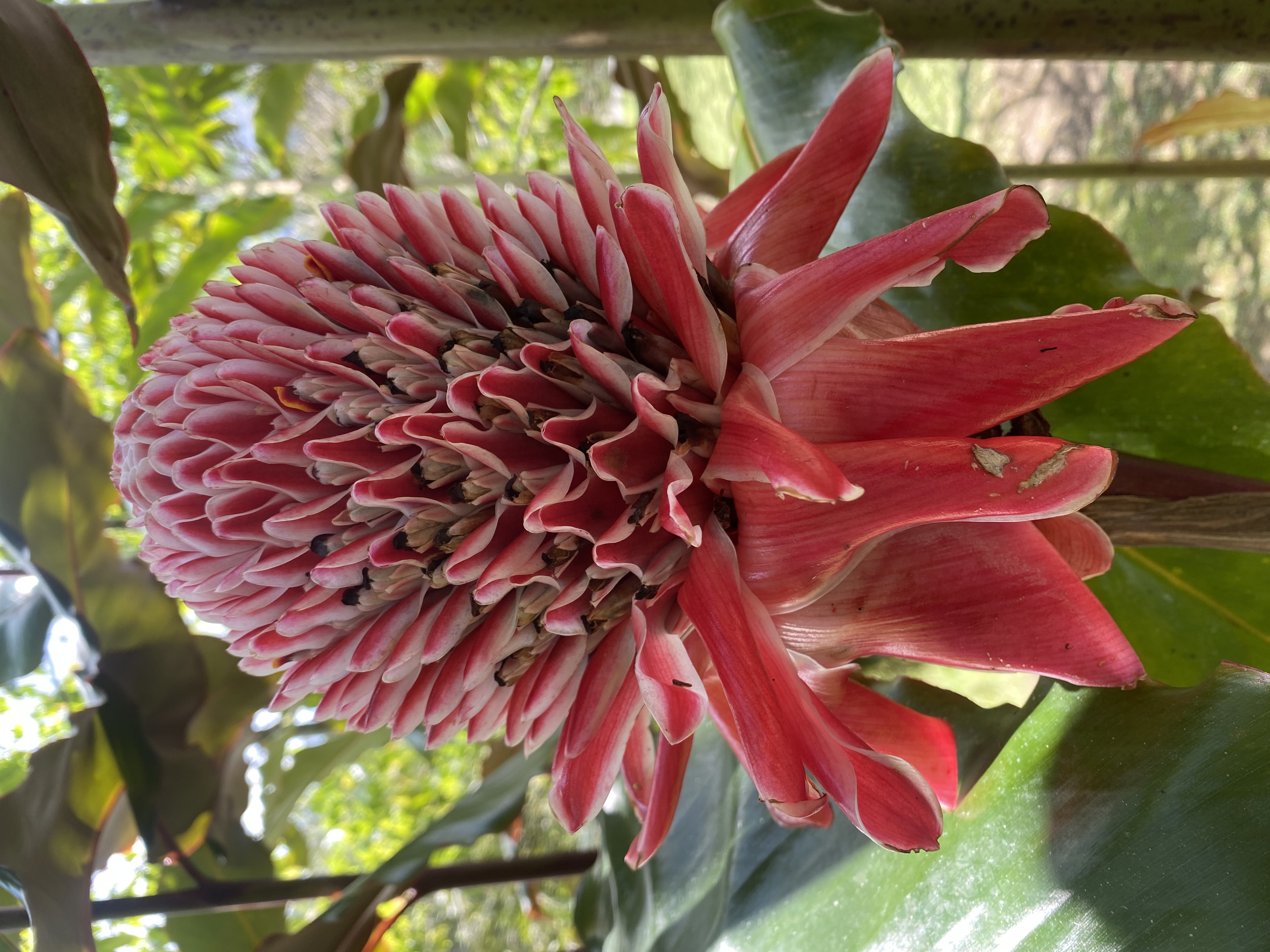 Torch ginger flower in the Verdesana gardens